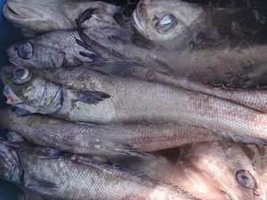 西伊豆戸田港から深海魚とタカアシガニの水揚げ