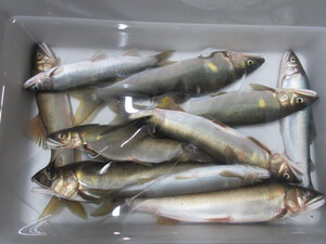 鮎釣り