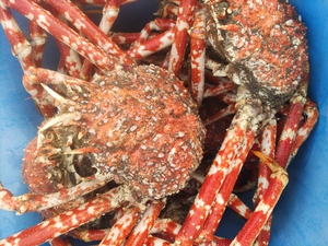 今日の駿河湾のトロール漁 (5/11)