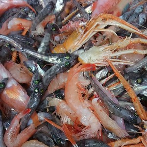 今日のトローﾙ船の水揚げ(高足ガニ、深海魚、深海エビ)