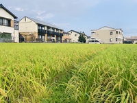 2020年，稲穂がほんのり色付き始めました。 2020/09/06 17:12:26