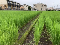 田植えから2ヶ月 2020/07/31 06:42:27