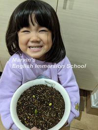 【英語で理科を学ぶ】一人一鉢チューリップの成長を学んでいます|マービンズイングリッシュイマージョンスクール沼津校 2021/01/16 12:30:00