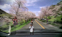 満開の桜見物
