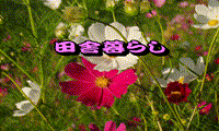 田舎暮らし　Part-19　植木の手入