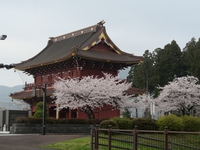 車乗り入れ自由の桜林　大石寺　常灯ヶ峰(つねひがみね)