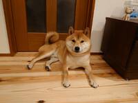 愛犬も愛猫も快適(!?)な、無垢×漆喰のイエ。OB施主様の場合 2022/07/19 10:39:08