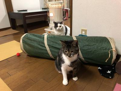 愛猫と暮らすイエのちょっとした工夫。@富士市今泉S様邸。