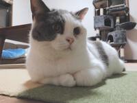 ネコ好きなあなたに。愛猫のためにイエにプラスできること。 2022/10/18 15:11:22