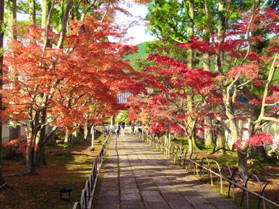 秋の休日、さんぽとはまっているスコーンのこと。(雑談のみ)