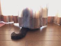 うちのネコ'sのこと。(完全なる雑談)汗 2023/04/17 14:31:55