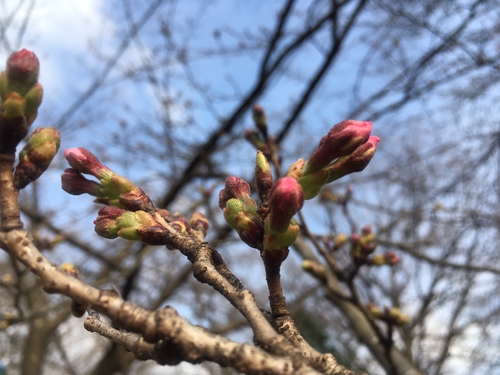 『桜祭』　あと少し時間が・・・・・