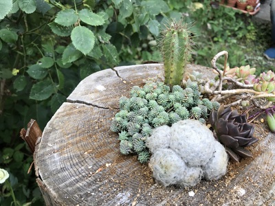 多肉植物植えました。