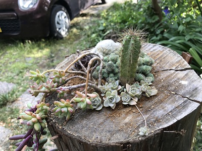 多肉植物植えました。