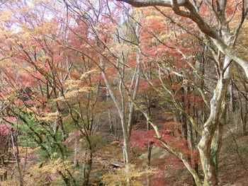 目で楽しむ