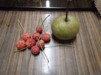 広葉樹の森からの贈り物