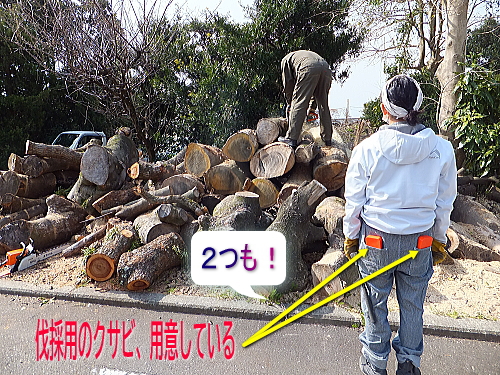 大関、横綱級の太い木を切りました