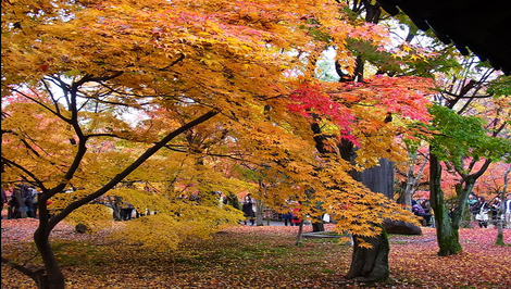 古都 京都 紅葉見物の旅（清水寺）（東福寺）