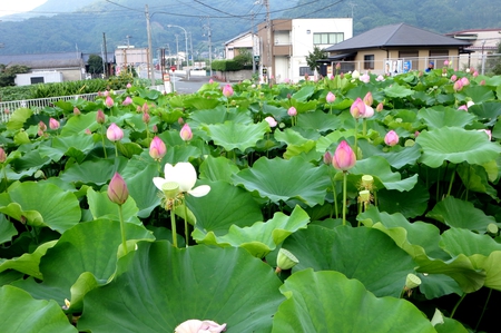 土肥・八木沢のハス田