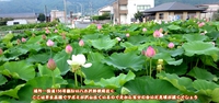土肥・八木沢のハス田