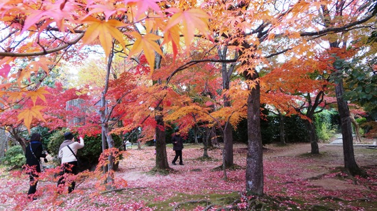 京都-想い出の真如堂-紅葉