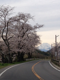 桜と富士山。