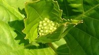 紫陽花が咲く頃に 2020/04/08 16:35:32
