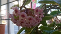 植物好きひろ君 2019/04/22 14:58:43