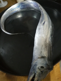 太刀魚わあーい！ 2018/08/05 11:05:12