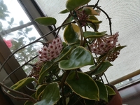 びっくり！ 2018/04/07 10:28:29