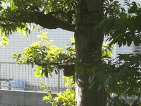 シジミチョウ 2018/10/07 09:33:32