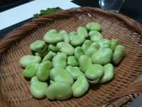 そら豆の祟り 2018/06/01 18:34:58