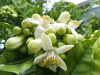 肉感的色っぽい文旦の花 2018/04/24 09:55:53