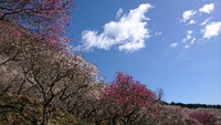 湯河原梅林 2020/02/19 05:08:00