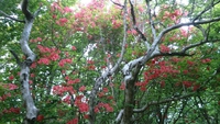 新緑の山歩き 2020/05/25 19:07:06