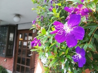 ご近所さん 2018/09/25 07:40:44