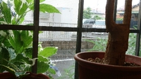 雨降りとコーヒーとジャズ 2020/06/11 14:18:00