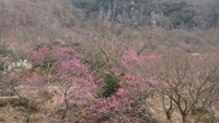 春をつかまえに 2019/02/12 21:07:00