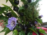 謎のお花 2018/12/03 10:17:51