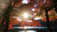思親山 2020/11/13 15:17:00