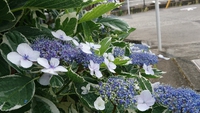 ミマスヤに咲く花 2019/06/03 10:44:23