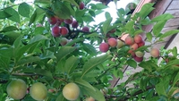 プラムって凄い 2019/06/13 15:11:23