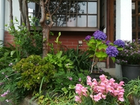 花咲くミマスヤ 2018/05/28 12:15:44