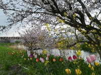 滝川沿い散策 2018/03/30 22:52:45