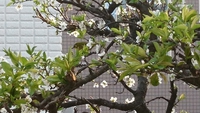 春の一日 2019/03/20 17:39:41