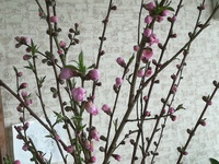 桃のお花をいただいて 2018/03/03 17:29:02
