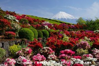 富士山！！つつじと茶畑