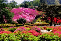 小室山公園つつじ散策