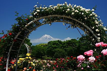 富士市中央公園のばら