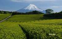 富士山と新緑の茶畑